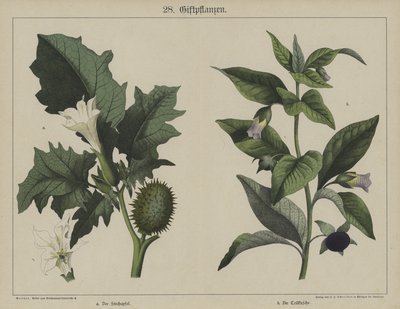 植物（カラーリトグラフ 作： German School