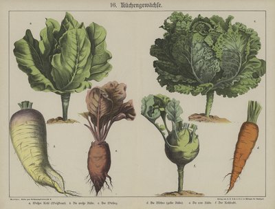 植物 作： German School