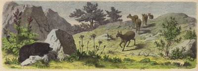アジアの山地の植物と動物（カラー彫刻版 作： German School