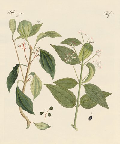 暑い国の植物 作： German School