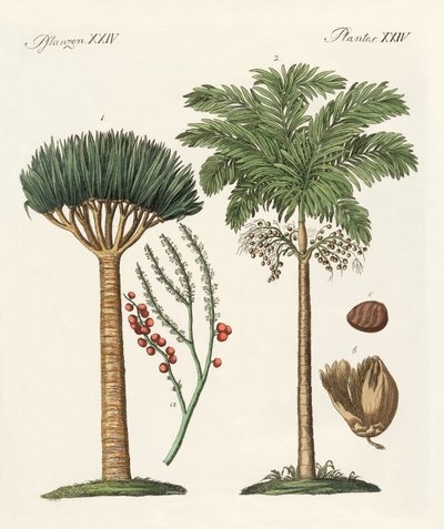 暑い国の植物 作： German School