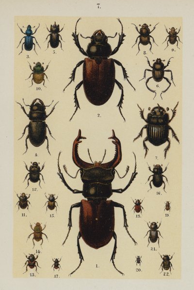 The Young Beetle-Collector