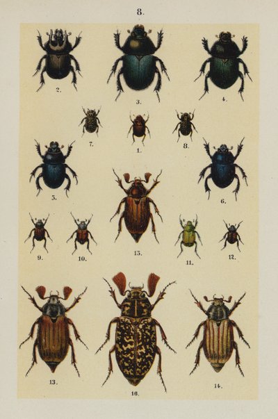 The Young Beetle-Collector