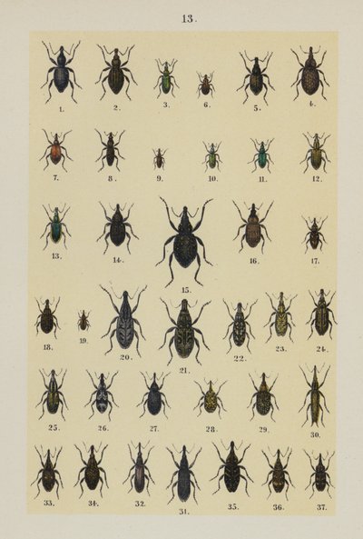 The Young Beetle-Collector