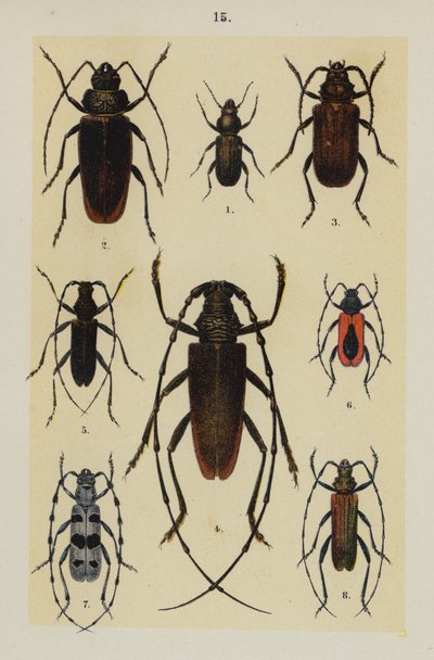 The Young Beetle-Collector