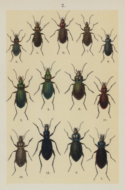 The Young Beetle-Collector