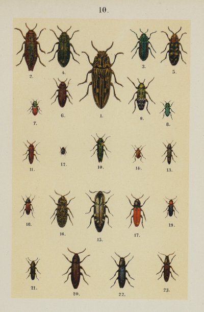 The Young Beetle-Collector
