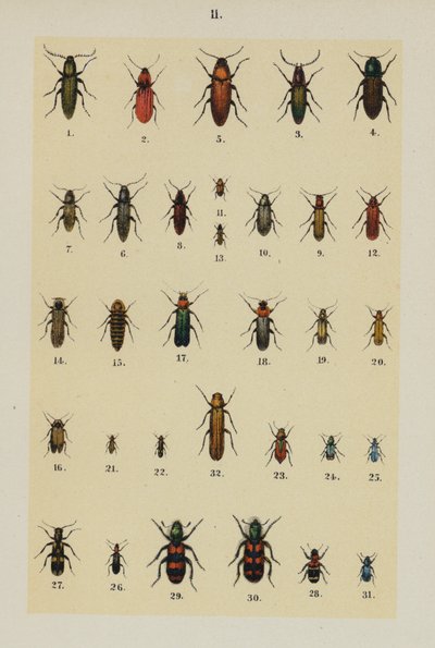 The Young Beetle-Collector