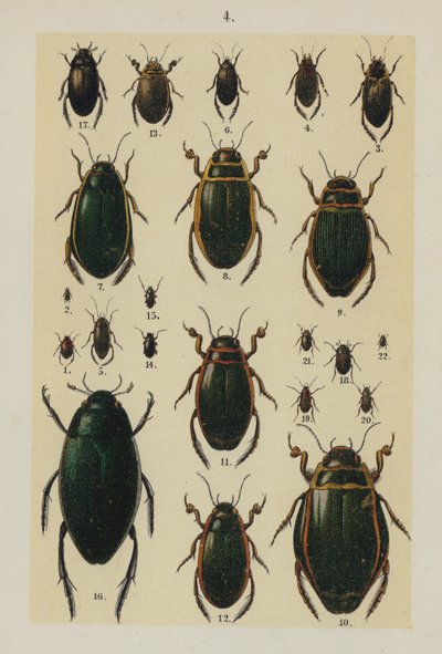 The Young Beetle-Collector