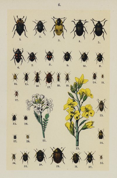 The Young Beetle-Collector