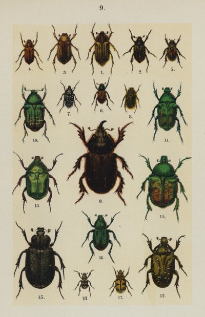 The Young Beetle-Collector