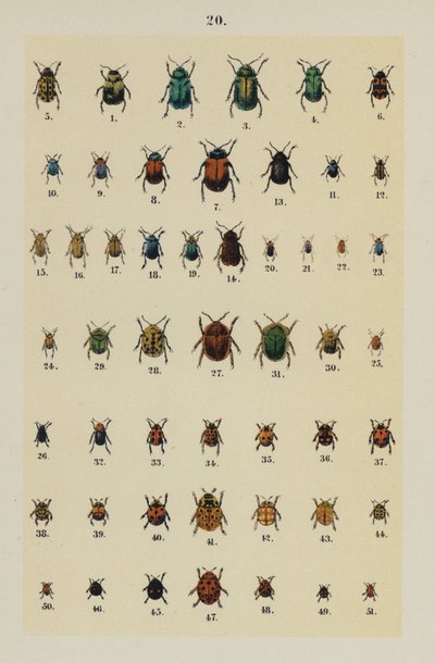 The Young Beetle-Collector