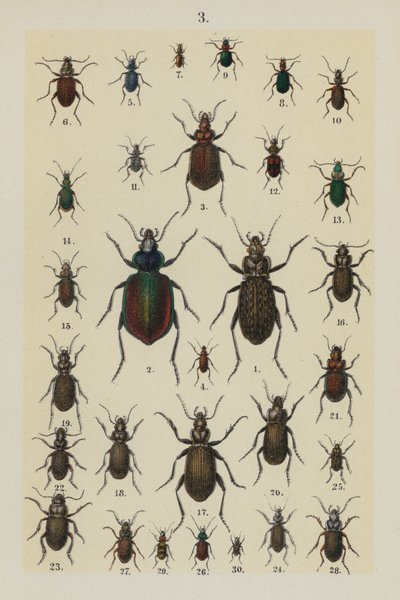 The Young Beetle-Collector