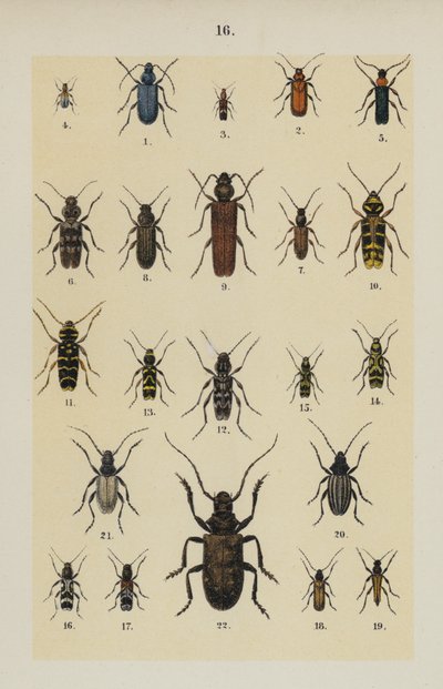 The Young Beetle-Collector