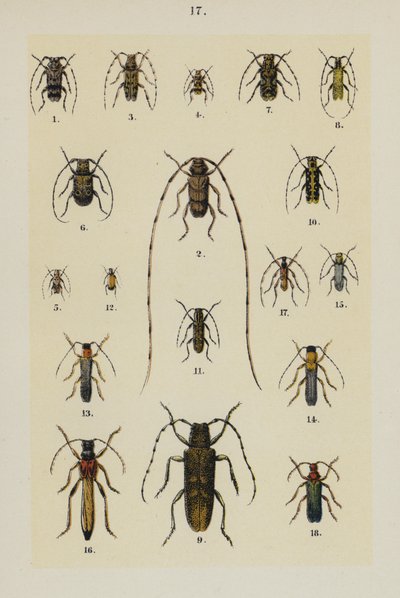 The Young Beetle-Collector
