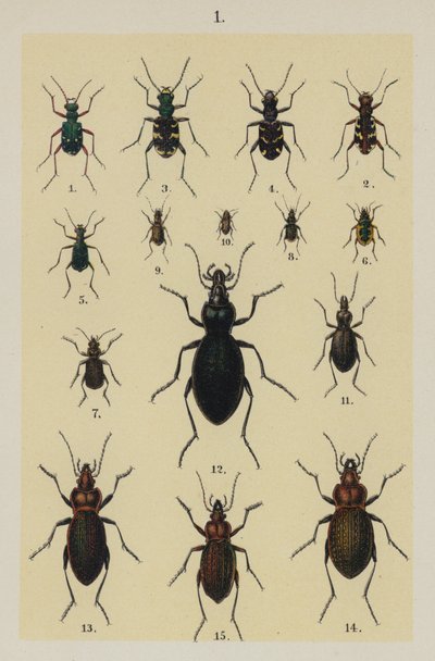 The Young Beetle-Collector