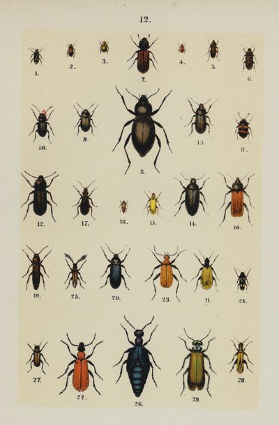 The Young Beetle-Collector