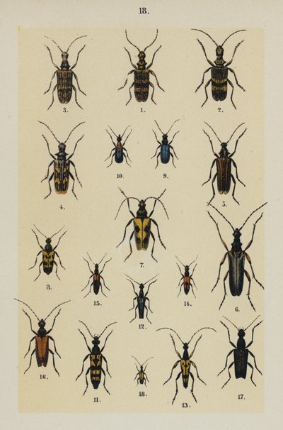 The Young Beetle-Collector