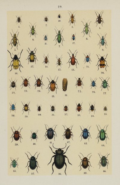The Young Beetle-Collector