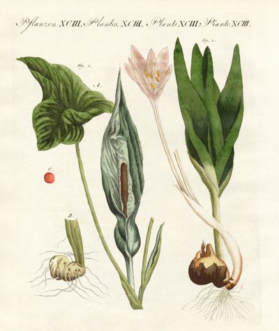 ドイツの有毒植物（彩色済み彫刻 作： German School
