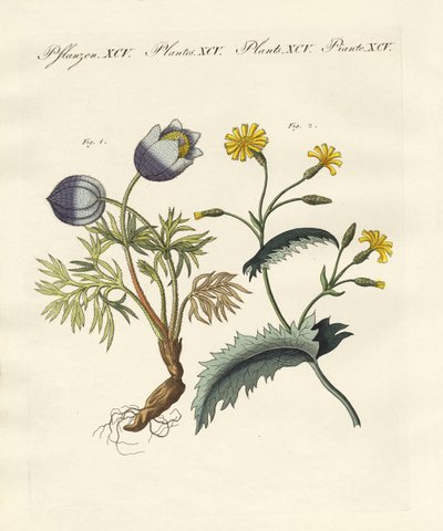 有毒なドイツの植物 作： German School