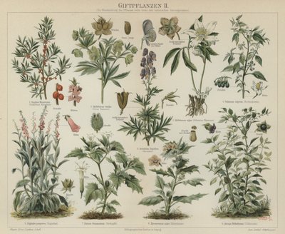毒のある植物（カラーリトグラフ 作： German School