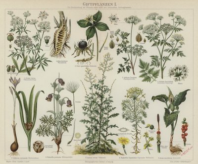毒のある植物（カラーリトグラフ 作： German School