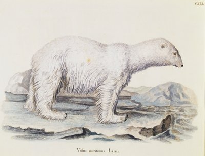 ホッキョクグマ（Ursus maritimus）、Johann Christian Daniel von Schreber（1739-1810）著『Mammals illustrated from Nature with descriptions』（Mammals illustrated from Nature with description）より、Marechalの絵の後にIC Bockが彫ったもの、第3巻、141表、ドイツ 作： German School