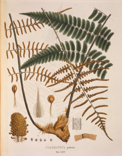 Johann Baptist Von SpixとCarl Friedrich Von Martiusによる「Plantarum Cryptogamicarum Brasiliensium」のPolybotrya Pubens、表XXV。 作： German School
