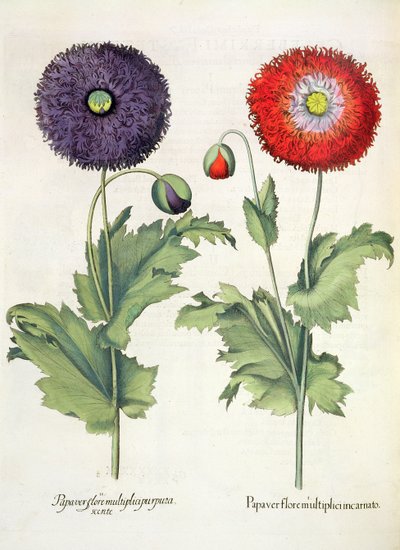 ポピー：1.Papaverは複数の肉を咲かせます。 2.Papaver複数の紫色の花、バジルベスラーによるEystettensis（1561-1629）、パブ。 1613 作： German School