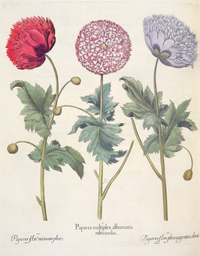 ポピー、赤1.Papaver複数のアルバム。 2.PapaverブルームMiniatoプレナム; 3.Papaver plensargenteiの花の色、バジル・ベスラーのEystettensis（1561-1629）、パブ。 1613 作： German School