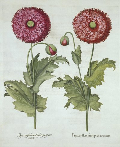 バジルベスラー（1561-1629）pubによるHortus Eystettensisのポピー。 1613 作： German School