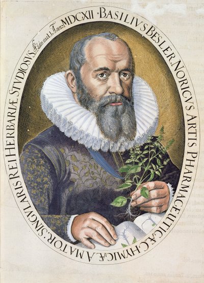 Hortus Eystettensisのパブの1612年のバジルベスラー（1561-1629）の肖像。 1613 作： German School