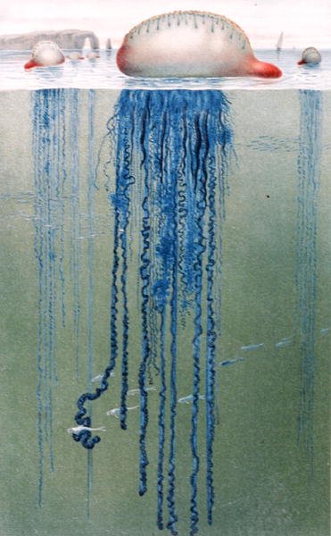 Portuguese Man-of-War」、「Brehms Tierleben」のプレート。Allgemeine Kunde des Tierreichs", vol.10, p.552, Bibliographisches Institut発行 作： German School