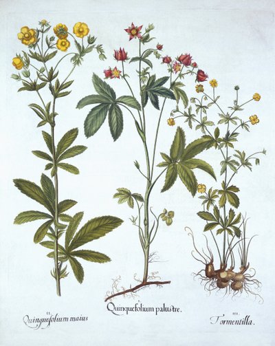 Hortus EystettensisからのPotentillas、Basil Besler（1561-1629）、パブ。 1613（手塗りの彫刻） 作： German School