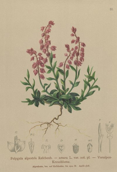プレアルパインミルクワート（Polygala alpestris、Polygala amara var。aut。pl。、Polygala brachyptera） 作： German School
