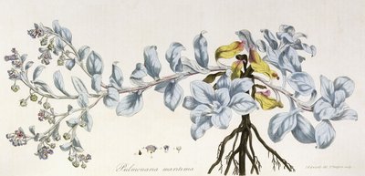 Pulmonaria Maritima、1785-1788 作： German School