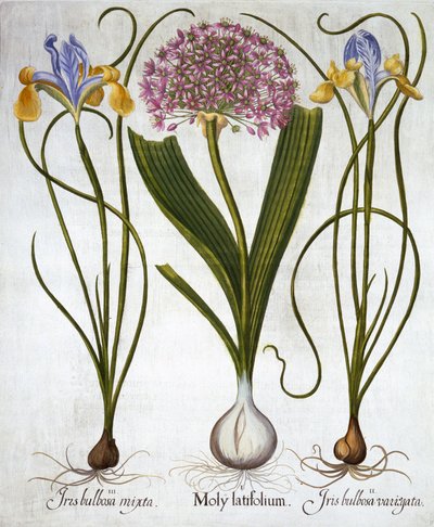 紫の感覚、およびHortus Eystettensisからのスペインのアイリス、バジルベスラー（1561-1629）、パブ。 1613（手塗りの彫刻） 作： German School