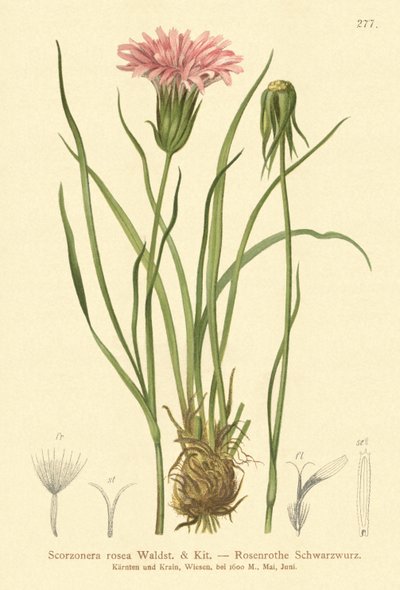 パープルバイパーグラス（Scorzonera rosea、Scorzonera purpurea subsp。rosea） 作： German School