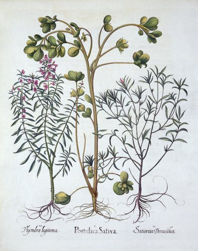 Hortus EystettensisのPurslane、夏の風味、冬の風味、Basil Besler（1561-1629）、パブ。 1613（手塗りの彫刻） 作： German School
