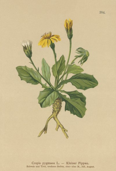 ピグミーホークスヒゲ（Crepis pygmaea、Hieracium pumilum） 作： German School