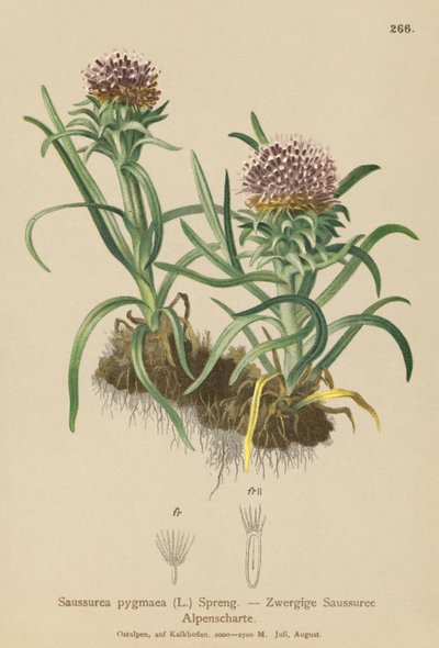 ピグミーサスレア（Saussurea pygmaea） 作： German School