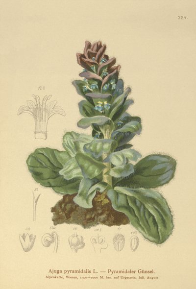ピラミッド型ビューグル（Ajuga pyramidalis） 作： German School