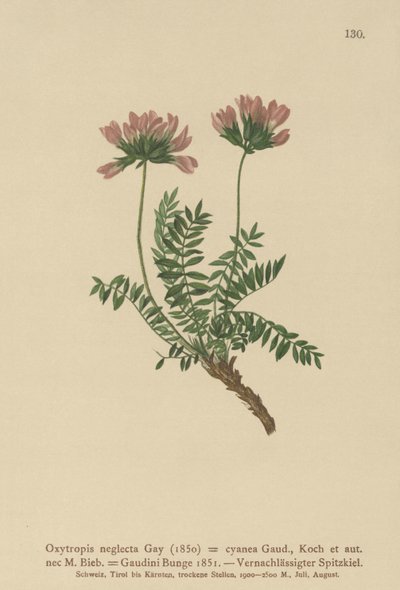 ピレネーミルクベッチ（Oxytropis無視、Oxytropisダークブルー、Oxytropis Gaume、Oxytropis Albans、Oxytropis Caucasian、Oxytropis pyrenaica、Astragalus pyrenaicum） 作： German School