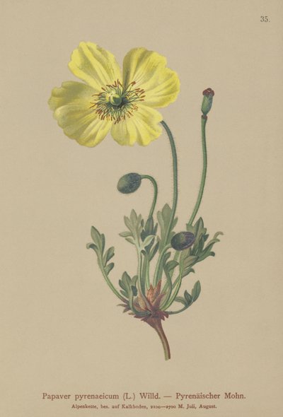 ピレニアポピー（Papaver pyrenaeicum、Papaver alpinum sub。） 作： German School