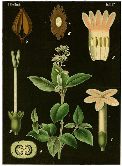 キニーネの木（シンコナカリサヤ）c.1890（クロモリソグラフ） 作： German School