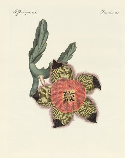 アフリカの希少な植物（彩色済み彫刻 作： German School