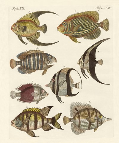 珍しいインドの魚 作： German School