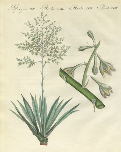 海外の希少な植物（彩色された彫刻 作： German School