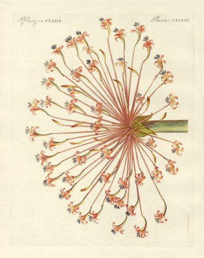 希少な観賞用植物（彩色済み彫刻 作： German School